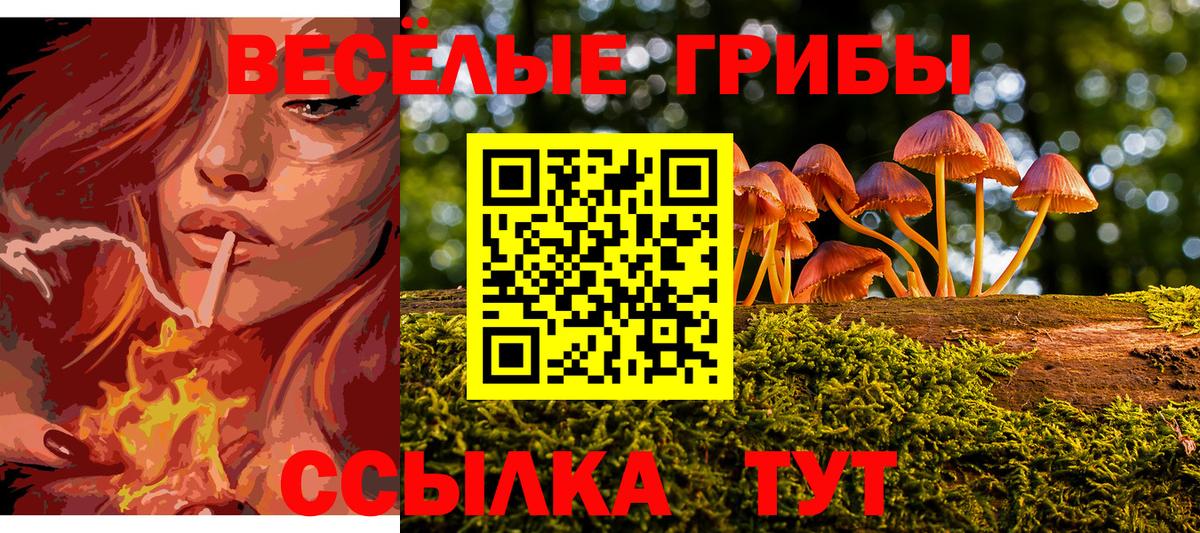 Псилоцибиновые грибы Psilocybine cubensis Вязники